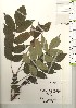  ( - TW021147)  @11 [ ] Copyright (2021) Unspecified Forestry and Forest Products Research Institute