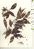  ( - TW021148)  @11 [ ] Copyright (2021) Unspecified Forestry and Forest Products Research Institute