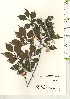 ( - TW021156)  @11 [ ] Copyright (2021) Unspecified Forestry and Forest Products Research Institute