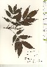  ( - TW021157)  @11 [ ] Copyright (2021) Unspecified Forestry and Forest Products Research Institute