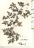  ( - TW021161)  @11 [ ] Copyright (2021) Unspecified Forestry and Forest Products Research Institute