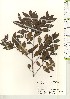  ( - TW021166)  @11 [ ] Copyright (2021) Unspecified Forestry and Forest Products Research Institute