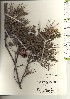  ( - TW021169)  @11 [ ] Copyright (2021) Unspecified Forestry and Forest Products Research Institute