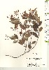  ( - TW021170)  @11 [ ] Copyright (2021) Unspecified Forestry and Forest Products Research Institute