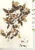  ( - TW021173)  @11 [ ] Copyright (2021) Unspecified Forestry and Forest Products Research Institute