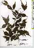  ( - TW021181)  @11 [ ] Copyright (2021) Unspecified Forestry and Forest Products Research Institute