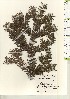  ( - TW021191)  @11 [ ] Copyright (2021) Unspecified Forestry and Forest Products Research Institute