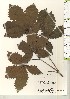  ( - TW021193)  @11 [ ] Copyright (2021) Unspecified Forestry and Forest Products Research Institute