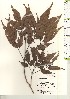  ( - TW021196)  @11 [ ] Copyright (2021) Unspecified Forestry and Forest Products Research Institute
