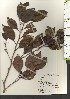 ( - TW021201)  @11 [ ] Copyright (2021) Unspecified Forestry and Forest Products Research Institute