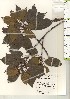  ( - TW021204)  @11 [ ] Copyright (2021) Unspecified Forestry and Forest Products Research Institute