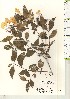  ( - TW021209)  @11 [ ] Copyright (2021) Unspecified Forestry and Forest Products Research Institute