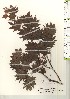  ( - TW021213)  @11 [ ] Copyright (2021) Unspecified Forestry and Forest Products Research Institute