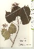  ( - TW021222)  @11 [ ] Copyright (2021) Unspecified Forestry and Forest Products Research Institute
