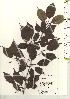  ( - TW021224)  @11 [ ] Copyright (2021) Unspecified Forestry and Forest Products Research Institute