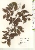  ( - TW021225)  @11 [ ] Copyright (2021) Unspecified Forestry and Forest Products Research Institute