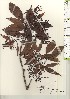  ( - TW021227)  @11 [ ] Copyright (2021) Unspecified Forestry and Forest Products Research Institute