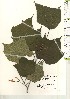  ( - TW021229)  @11 [ ] Copyright (2021) Unspecified Forestry and Forest Products Research Institute
