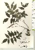  ( - TW021236)  @11 [ ] Copyright (2021) Unspecified Forestry and Forest Products Research Institute