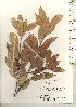  ( - TW021238)  @11 [ ] Copyright (2021) Unspecified Forestry and Forest Products Research Institute