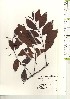  ( - TW021245)  @11 [ ] Copyright (2021) Unspecified Forestry and Forest Products Research Institute
