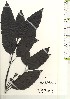 ( - TW021246)  @11 [ ] Copyright (2021) Unspecified Forestry and Forest Products Research Institute