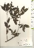  ( - TW021247)  @11 [ ] Copyright (2021) Unspecified Forestry and Forest Products Research Institute