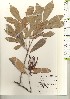  ( - TW021248)  @11 [ ] Copyright (2021) Unspecified Forestry and Forest Products Research Institute