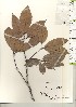 ( - TW021254)  @11 [ ] Copyright (2021) Unspecified Forestry and Forest Products Research Institute