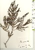  ( - TW021260)  @11 [ ] Copyright (2021) Unspecified Forestry and Forest Products Research Institute