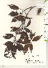  ( - TW021267)  @11 [ ] Copyright (2021) Unspecified Forestry and Forest Products Research Institute