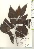  ( - TW021268)  @11 [ ] Copyright (2021) Unspecified Forestry and Forest Products Research Institute