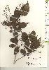  ( - TW021272)  @11 [ ] Copyright (2021) Unspecified Forestry and Forest Products Research Institute