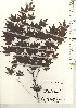  ( - TW021273)  @11 [ ] Copyright (2021) Unspecified Forestry and Forest Products Research Institute