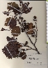  ( - TW021299)  @11 [ ] Copyright (2021) Unspecified Forestry and Forest Products Research Institute