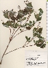  ( - TW021300)  @11 [ ] Copyright (2021) Unspecified Forestry and Forest Products Research Institute