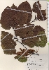  ( - TW021305)  @11 [ ] Copyright (2021) Unspecified Forestry and Forest Products Research Institute
