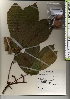  ( - TW021308)  @11 [ ] Copyright (2021) Unspecified Forestry and Forest Products Research Institute
