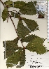  ( - TW021317)  @11 [ ] Copyright (2021) Unspecified Forestry and Forest Products Research Institute