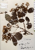  ( - TW021319)  @11 [ ] Copyright (2021) Unspecified Forestry and Forest Products Research Institute