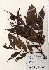  ( - TW021322)  @11 [ ] Copyright (2021) Unspecified Forestry and Forest Products Research Institute