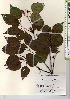  ( - TW021323)  @11 [ ] Copyright (2021) Unspecified Forestry and Forest Products Research Institute