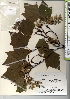  ( - TW021327)  @11 [ ] Copyright (2021) Unspecified Forestry and Forest Products Research Institute
