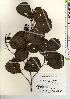  ( - TW021329)  @11 [ ] Copyright (2021) Unspecified Forestry and Forest Products Research Institute