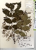  ( - TW021335)  @11 [ ] Copyright (2021) Unspecified Forestry and Forest Products Research Institute