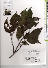  ( - TW021337)  @11 [ ] Copyright (2021) Unspecified Forestry and Forest Products Research Institute