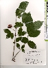  ( - TW021341)  @11 [ ] Copyright (2021) Unspecified Forestry and Forest Products Research Institute