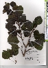 ( - TW021344)  @11 [ ] Copyright (2021) Unspecified Forestry and Forest Products Research Institute