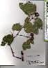  ( - TW021348)  @11 [ ] Copyright (2021) Unspecified Forestry and Forest Products Research Institute