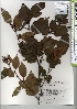  ( - TW021350)  @11 [ ] Copyright (2021) Unspecified Forestry and Forest Products Research Institute